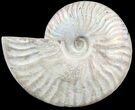 Silver Iridescent Ammonite - Madagascar #54878-1